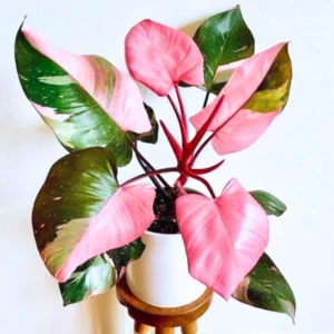 Princess Philodendron Plant Live - Rare Indoor Plant 3 Inch Pot