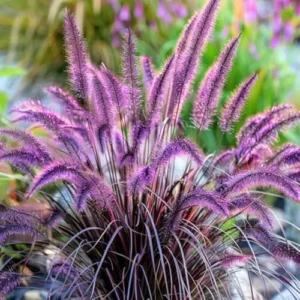 Purple Fountain Grass Live Plants - Set of 3 Ornamental Grass Clumps Perennial