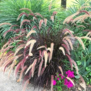 Purple Fountain Grass Live Plants - Set of 3 Ornamental Grass Clumps Perennial