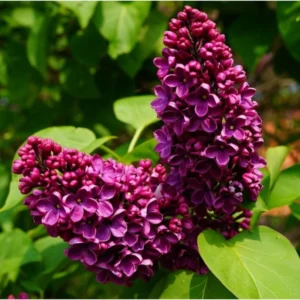 Purple Lilac Plant, 2.5 Inch Pot - Fragrant Syringa