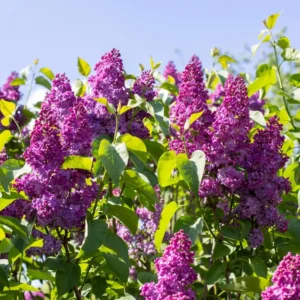 Purple Lilac Plant, 2.5 Inch Pot - Fragrant Syringa