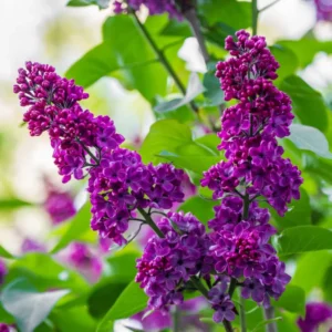Purple Lilac Plant, 2.5 Inch Pot - Fragrant Syringa