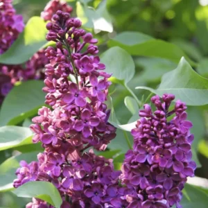 Purple Lilac Plant, 2.5 Inch Pot - Fragrant Syringa