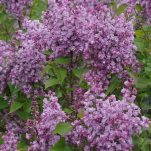 Purple Lilac Plant, 4 Inch Pot