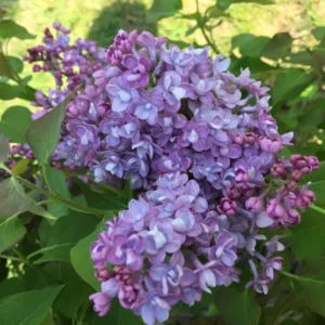 Purple Lilac Plant, 4 Inch Pot