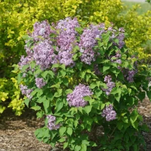 Purple Lilac Plant, 4 Inch Pot
