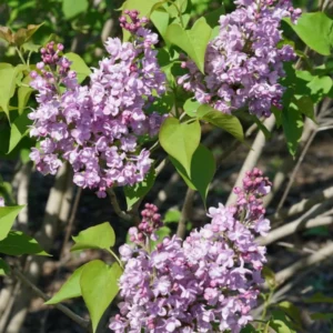 Purple Lilac Plant, 4 Inch Pot
