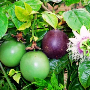 Purple Passionfruit Plant Live - Fruiting Vine - Garden Ready