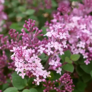Purple Pink Lilac Plant, 4 Inch Pot - Syringa Reblooming