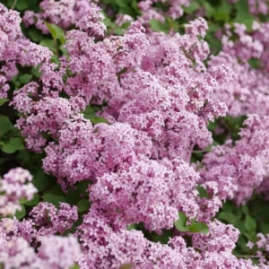 Purple Pink Lilac Plant, 4 Inch Pot - Syringa Reblooming