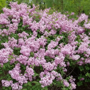 Purple Pink Lilac Plant, 4 Inch Pot - Syringa Reblooming