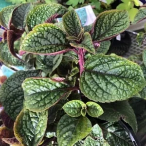 Purple Swedish Ivy Plants - 2 Pack Live Indoor Vine, 4 Inch Pots