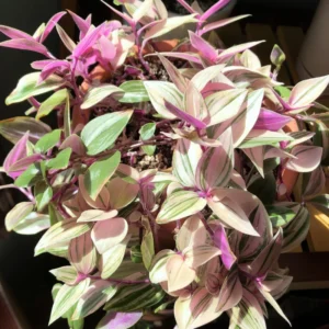 Rainbow Wandering Jew Plant, Tradescantia Variegated - 4 Inch Pot Live Plant