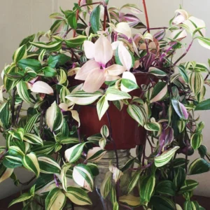 Rainbow Wandering Jew Plant, Tradescantia Variegated - 4 Inch Pot Live Plant