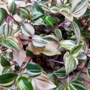 Rainbow Wandering Jew Plant, Tradescantia Variegated - 4 Inch Pot Live Plant