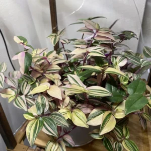 Rainbow Wandering Jew Plant, Tradescantia Variegated - 4 Inch Pot Live Plant