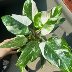 Rare White Philodendron Plant - Live Indoor Houseplant - 3 Inch Potted Variegated Philodendron