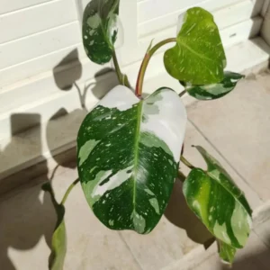 Rare White Philodendron Plant - Live Indoor Houseplant - 3 Inch Potted Variegated Philodendron
