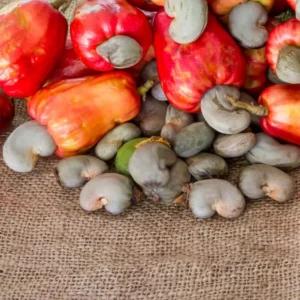 Red Cashew Tree - 2 to 3 Feet Plant in Pot