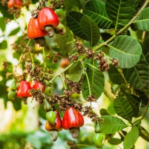 Red Cashew Tree - 2 to 3 Feet Plant in Pot