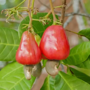 Red Cashew Tree - 2 to 3 Feet Plant in Pot