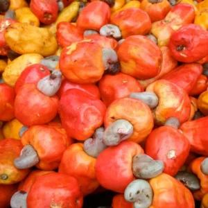 Red Cashew Tree - 2 to 3 Feet Plant in Pot