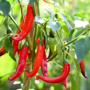 Red Cayenne Pepper Plant - 4 Inch Pot Vegetable Plant