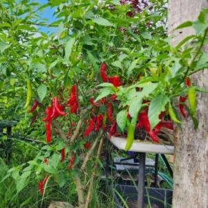 Red Cayenne Pepper Plant - 4 Inch Pot Vegetable Plant