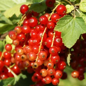 Red Currant Tree Live Plant - 2 Year Old Bareroot - Grow Your Own Currant Berries