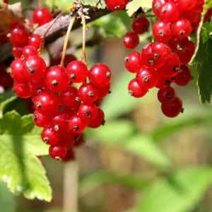 Red Currant Tree Live Plant - 2 Year Old Bareroot - Grow Your Own Currant Berries