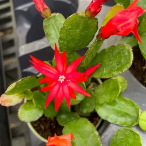 Red Easter Cactus Live Plants Spring Cactus 4-6 Inch Indoor Houseplant