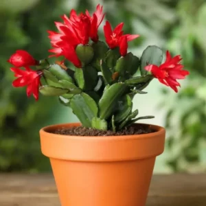 Red Easter Cactus Live Plants Spring Cactus 4-6 Inch Indoor Houseplant