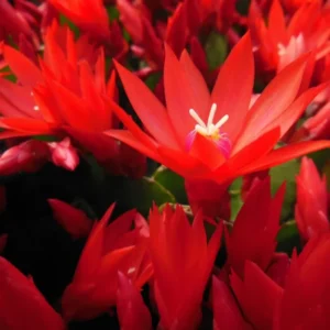 Red Easter Cactus Live Plants Spring Cactus 4-6 Inch Indoor Houseplant