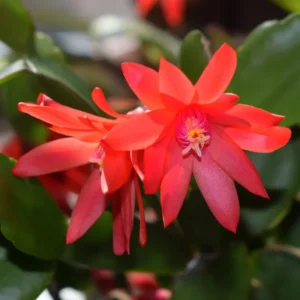 Red Easter Cactus Live Plants Spring Cactus 4-6 Inch Indoor Houseplant