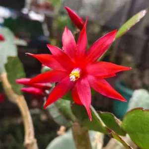 Red Easter Cactus Live Plants Spring Cactus 4-6 Inch Indoor Houseplant