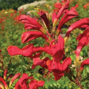 Red Honeysuckle Live Plant - Vine Bush - 4-10 Inch Tall - Garden Ready