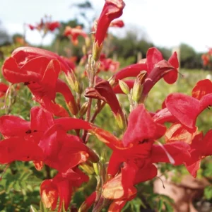 Red Honeysuckle Live Plant - Vine Bush - 4-10 Inch Tall - Garden Ready