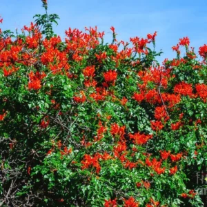 Red Honeysuckle Live Plant - Vine Bush - 4-10 Inch Tall - Garden Ready