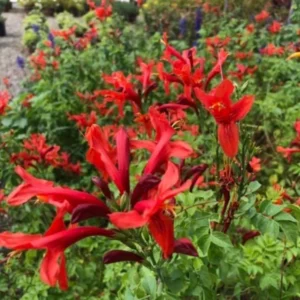 Red Honeysuckle Live Plant - Vine Bush - 4-10 Inch Tall - Garden Ready