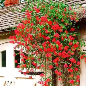 Red Honeysuckle Plants Live Set - 5 Coral Honeysuckle Climbing Vines - Garden Ready