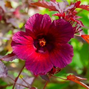 Red Leaf Hibiscus Plants - 3 Live Cranberry Hibiscus Plants 5-7 Inch Tall