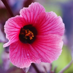 Red Leaf Hibiscus Plants - 3 Live Cranberry Hibiscus Plants 5-7 Inch Tall