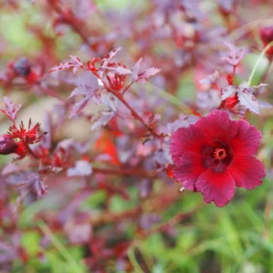 Red Leaf Hibiscus Plants - 3 Live Cranberry Hibiscus Plants 5-7 Inch Tall