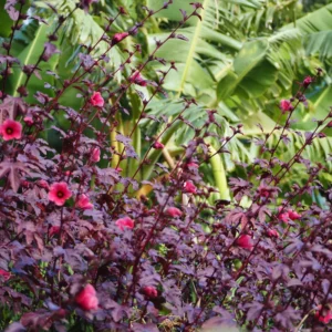 Red Leaf Hibiscus Plants - 3 Live Cranberry Hibiscus Plants 5-7 Inch Tall