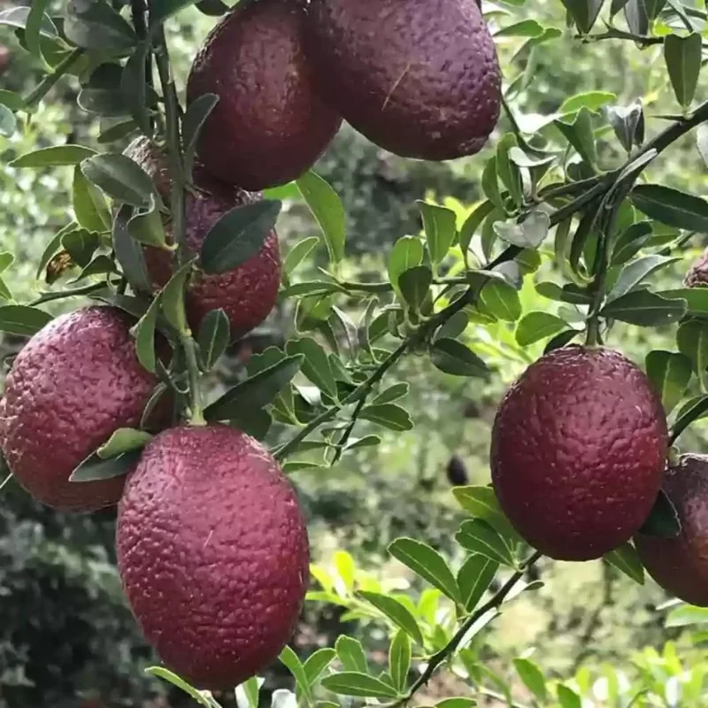 Red Lime Tree - 2 to 3 Feet Tall - Citrus Fruit Tree