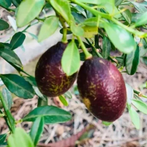 Red Lime Tree - 2 to 3 Feet Tall - Citrus Fruit Tree