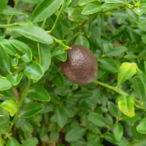 Red Lime Tree - 2 to 3 Feet Tall - Citrus Fruit Tree