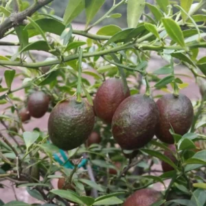 Red Lime Tree - 2 to 3 Feet Tall - Citrus Fruit Tree