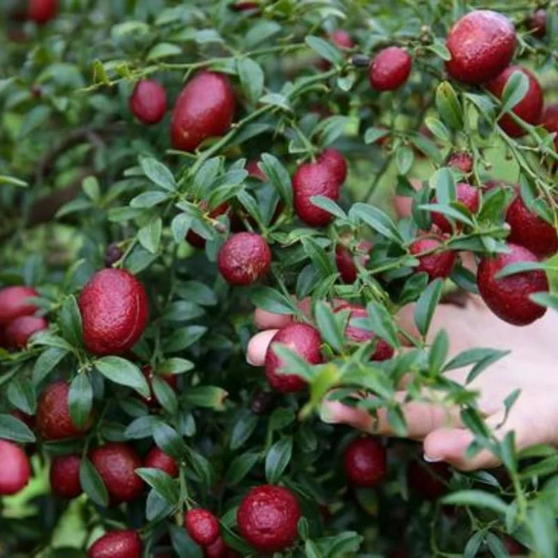 Red Lime Tree - Live Plant - 2-3 ft Height - Fruiting Variety