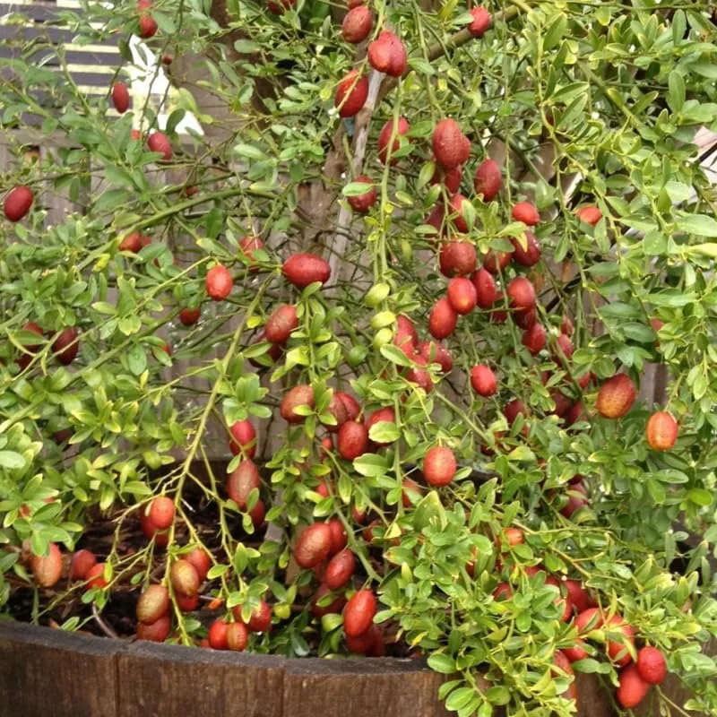 Red Lime Tree - Live Plant - 2-3 ft Height - Fruiting Variety